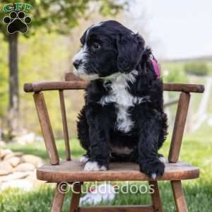 Lily, Mini Sheepadoodle Puppy