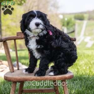 Lily, Mini Sheepadoodle Puppy