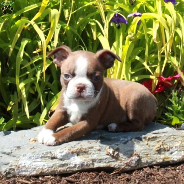 Lacey, Boston Terrier Puppy