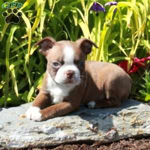 Lacey, Boston Terrier Puppy