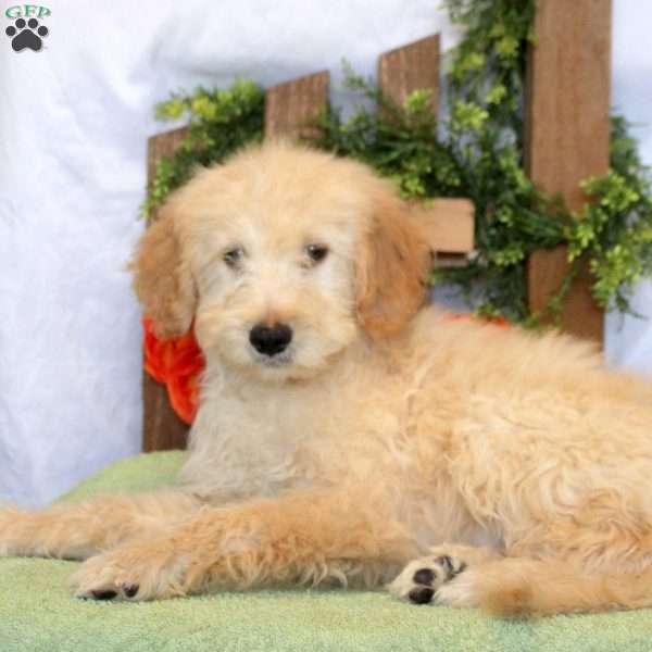 Lachlan, Goldendoodle Puppy