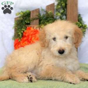 Lachlan, Goldendoodle Puppy