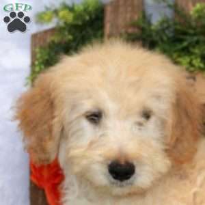 Lachlan, Goldendoodle Puppy