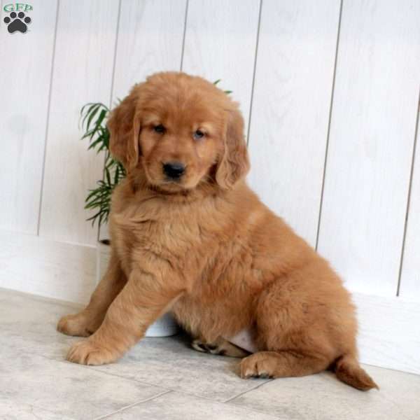 Lacy, Golden Retriever Puppy