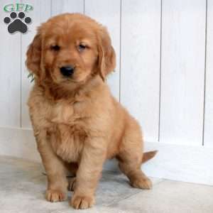Lacy, Golden Retriever Puppy