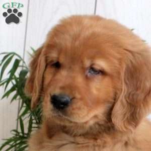 Lacy, Golden Retriever Puppy