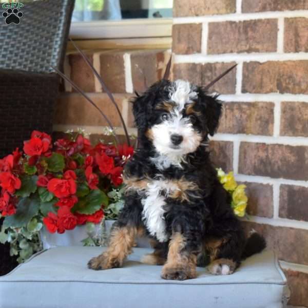 Lady, Mini Bernedoodle Puppy