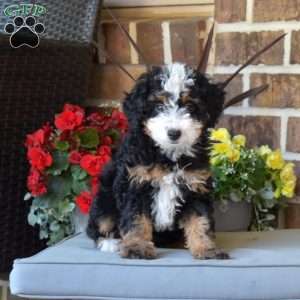 Lady, Mini Bernedoodle Puppy