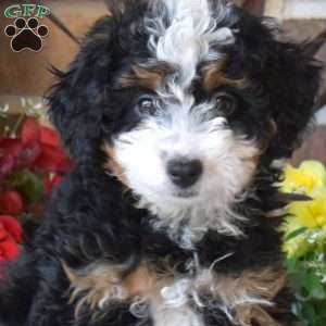 Lady, Mini Bernedoodle Puppy