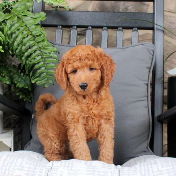Lando, Mini Goldendoodle Puppy