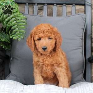 Lando, Mini Goldendoodle Puppy