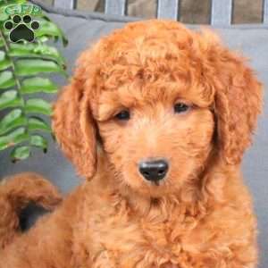 Lando, Mini Goldendoodle Puppy