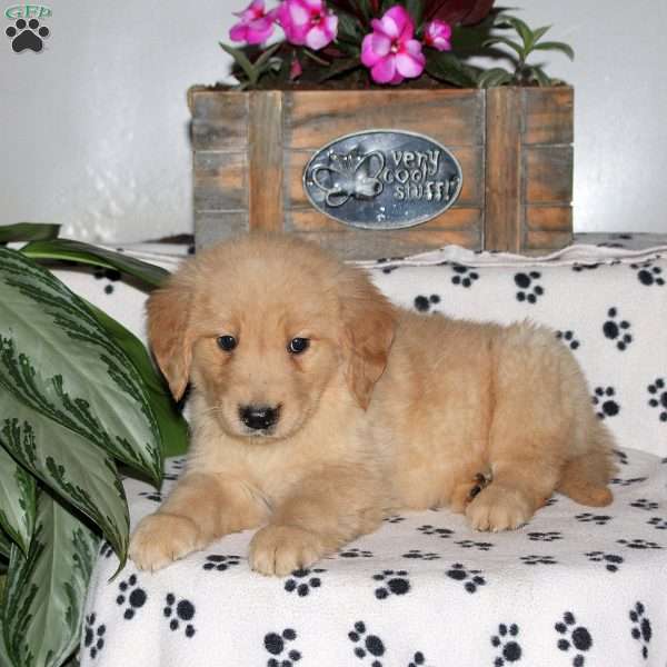 Landon, Golden Retriever Puppy