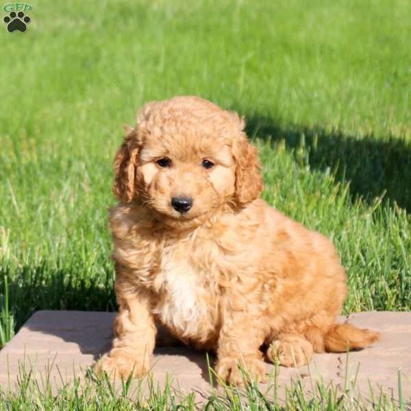 Landon, Mini Goldendoodle Puppy