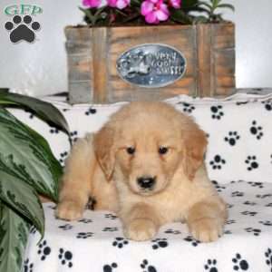 Landon, Golden Retriever Puppy