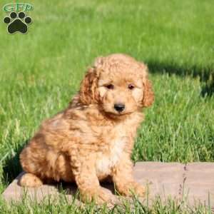 Landon, Mini Goldendoodle Puppy
