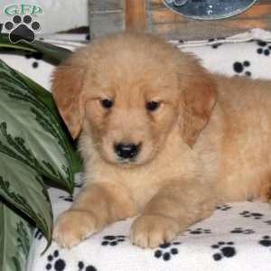 Landon, Golden Retriever Puppy