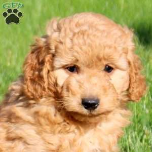 Landon, Mini Goldendoodle Puppy