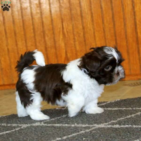 Laray, Shih Tzu Puppy
