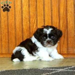Laray, Shih Tzu Puppy
