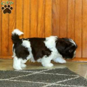 Laray, Shih Tzu Puppy