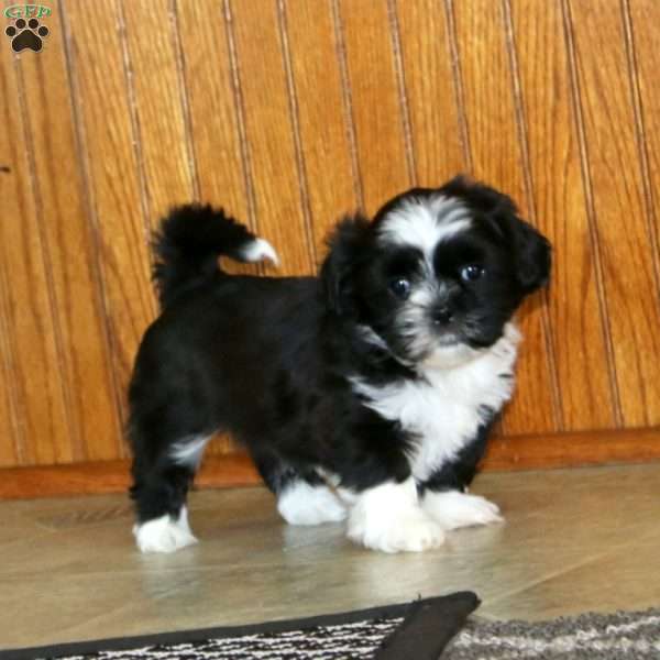 Larina, Shih Tzu Puppy