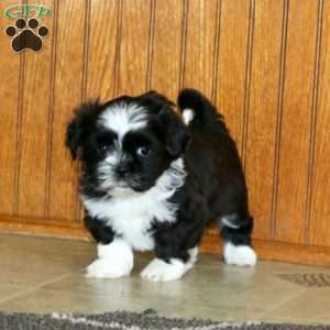Larina, Shih Tzu Puppy