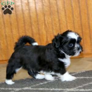 Larina, Shih Tzu Puppy