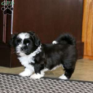 Larina, Shih Tzu Puppy