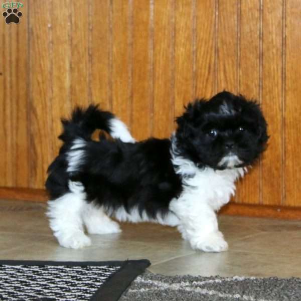 Larissa, Shih Tzu Puppy