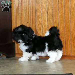Larissa, Shih Tzu Puppy