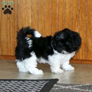 Larissa, Shih Tzu Puppy