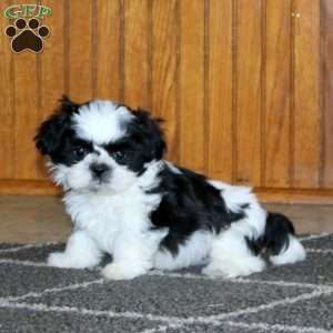 Laroon, Shih Tzu Puppy