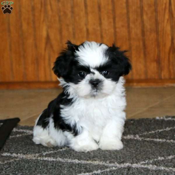 Laroon, Shih Tzu Puppy