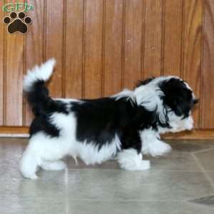 Laroon, Shih Tzu Puppy