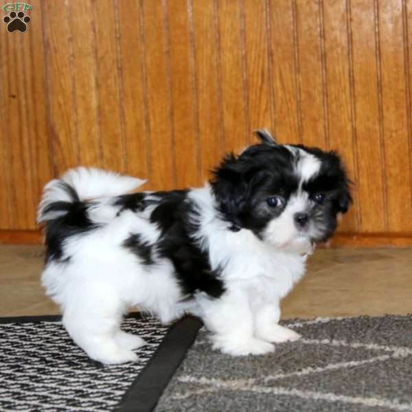 Larose, Shih Tzu Puppy