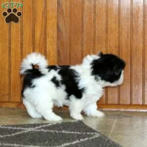 Larose, Shih Tzu Puppy