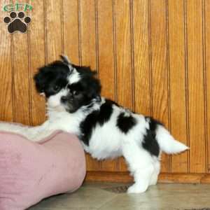 Larose, Shih Tzu Puppy