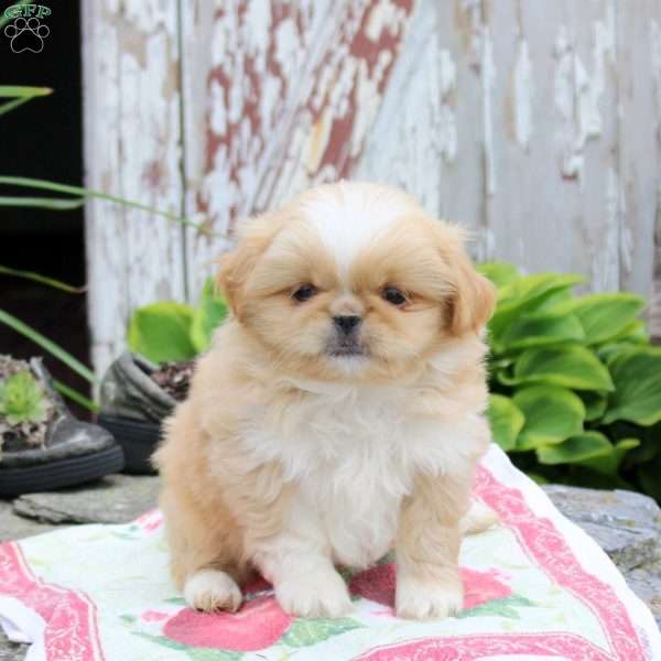Larry, Pekingese Puppy