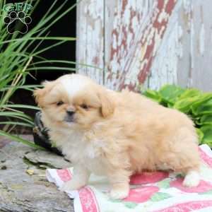 Larry, Pekingese Puppy