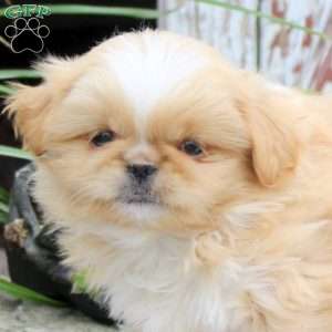 Larry, Pekingese Puppy