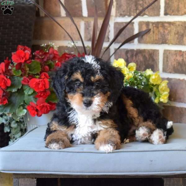 Latte, Mini Bernedoodle Puppy