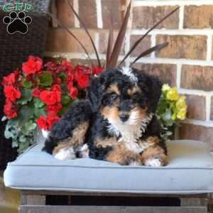 Latte, Mini Bernedoodle Puppy