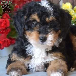Latte, Mini Bernedoodle Puppy