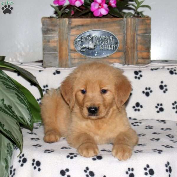 Laura, Golden Retriever Puppy
