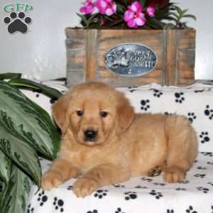 Laura, Golden Retriever Puppy
