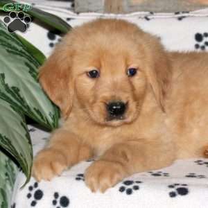 Laura, Golden Retriever Puppy