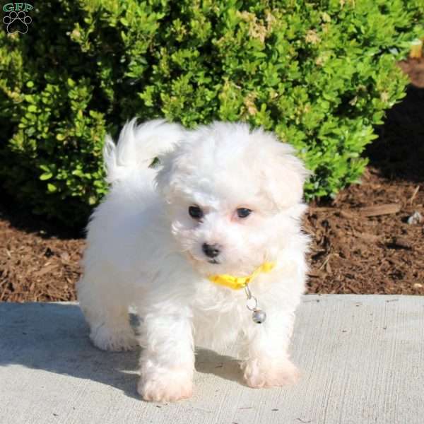 Lauren, Bichon Frise Puppy