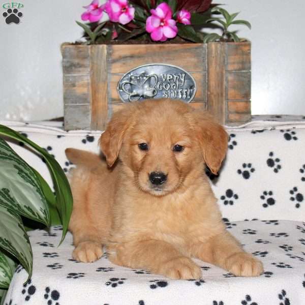 Lavendar, Golden Retriever Puppy