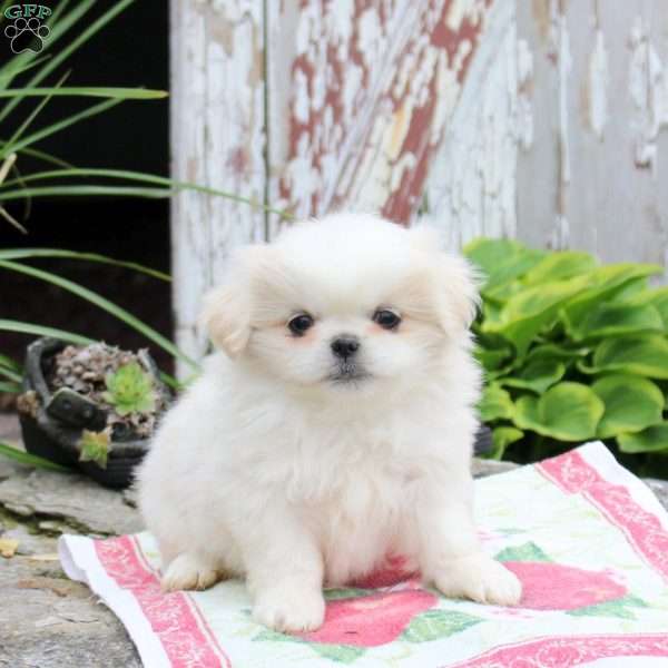 Lavendar, Pekingese Puppy
